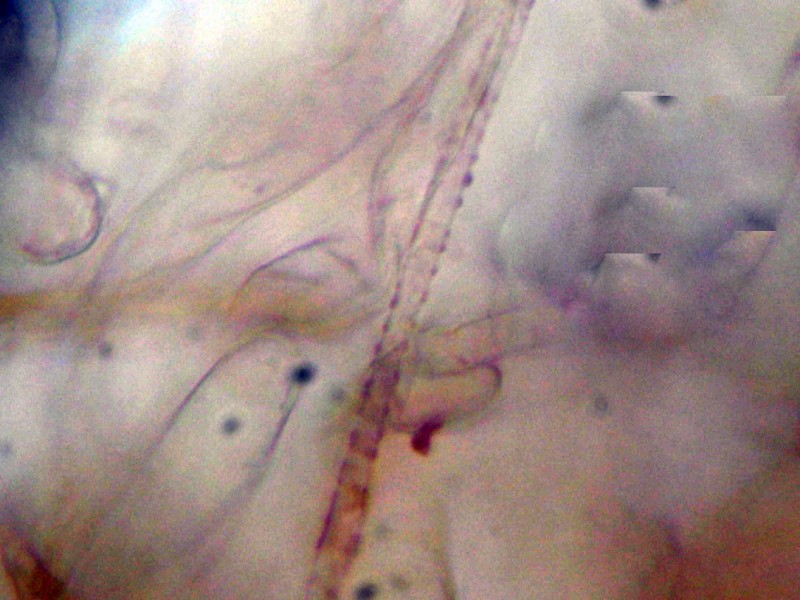 Cortinarius 2 da determinare (cfr. Cortinarius scobinaceus)